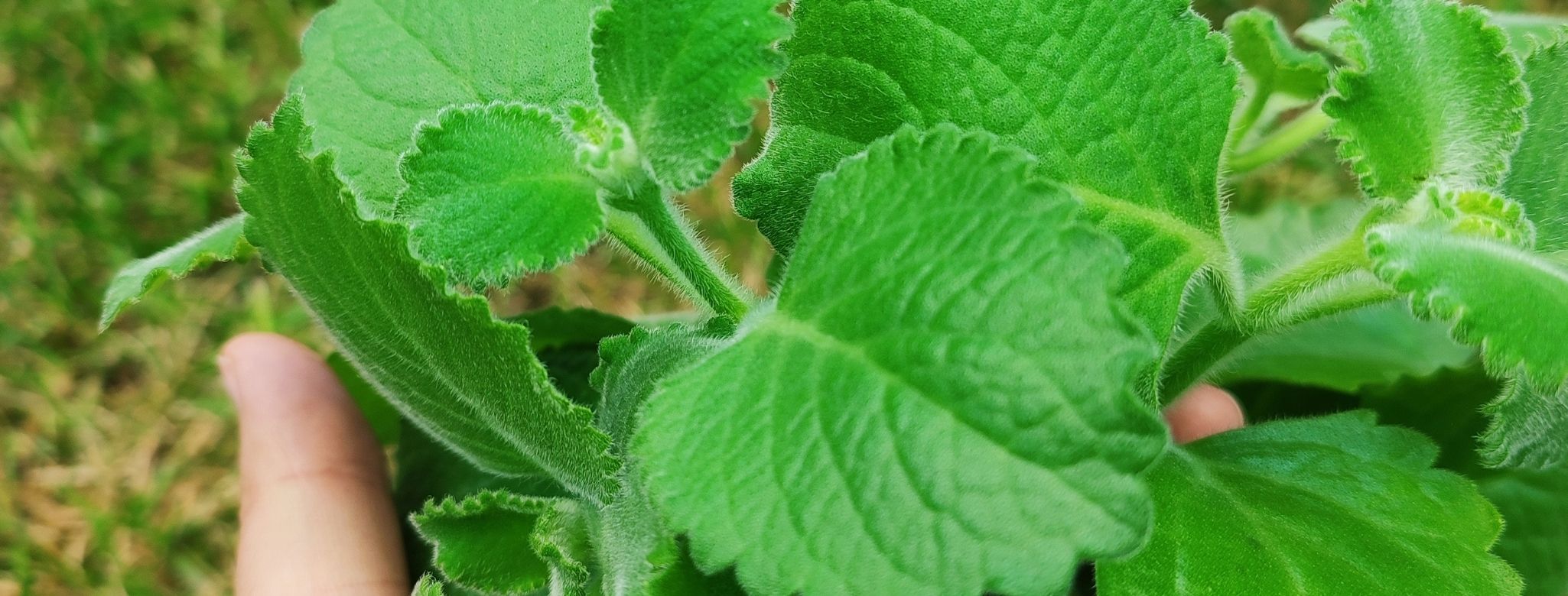 výroba masti z rýmovníku